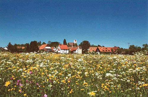 dorf_wiese.jpg (67345 Byte)